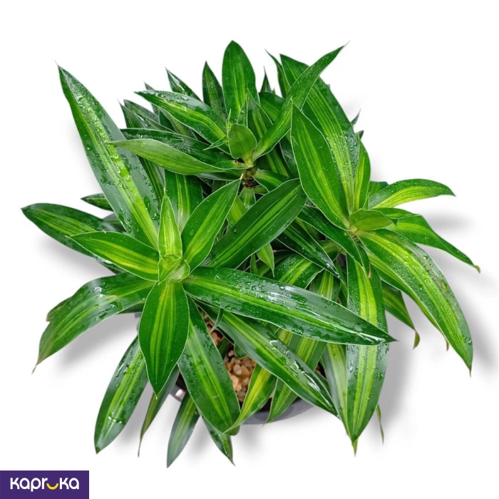 Dracaena Jamaica Plant