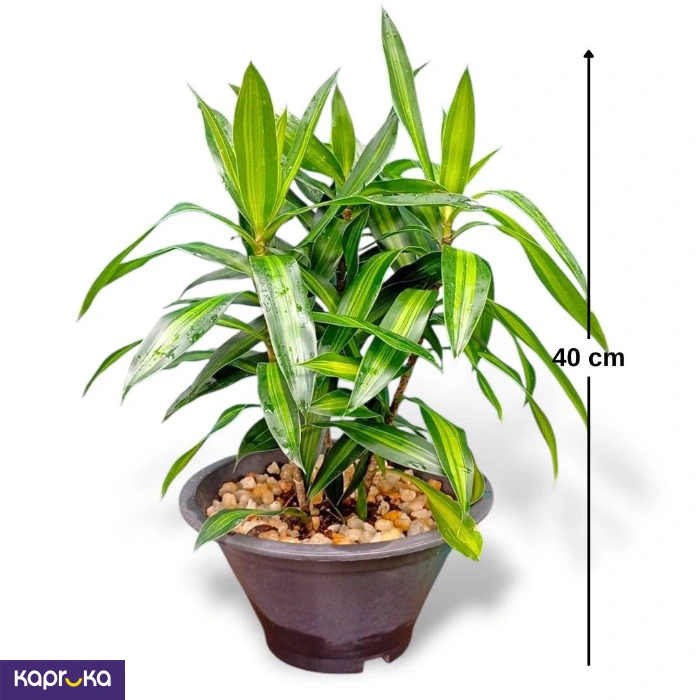 Dracaena Jamaica Plant