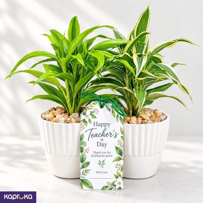 Teachers Day Lucky Bamboo Plant Pair