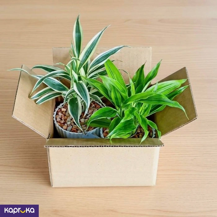 Teachers Day Lucky Bamboo Plant Pair