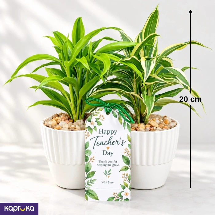 Teachers Day Lucky Bamboo Plant Pair