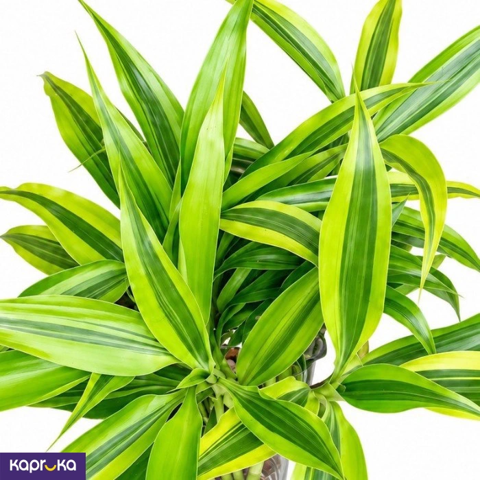 Teachers Day Lucky Bamboo Gift 7 Stems In Premium Glass Vase