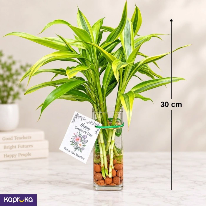 Teachers Day Lucky Bamboo Gift 7 Stems In Premium Glass Vase