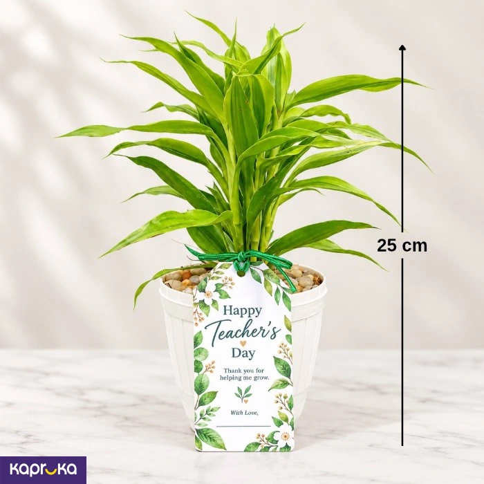Teachers Day Lucky Bamboo Plant