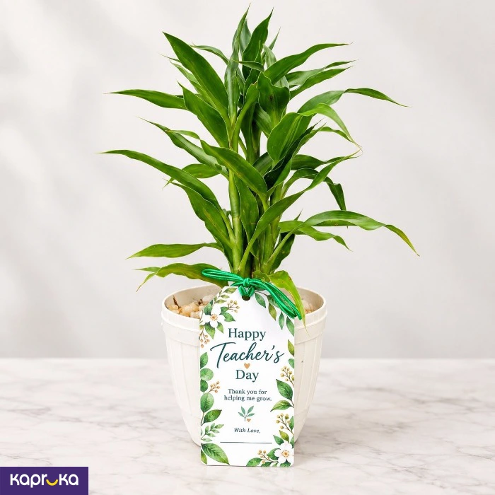 Teachers Day Dark Green Lucky Bamboo Plant