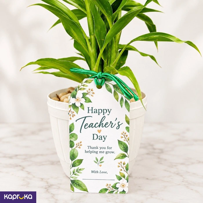 Teachers Day Dark Green Lucky Bamboo Plant