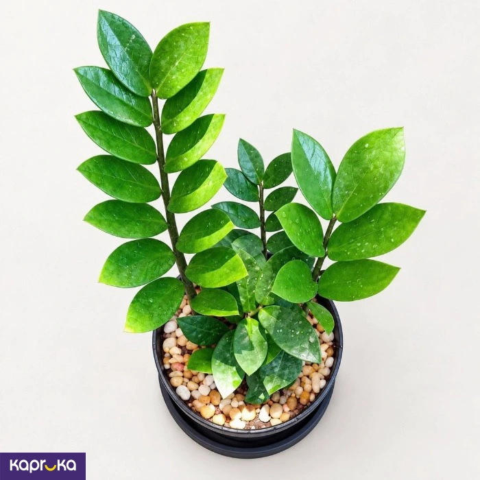 Medium Size Lucky Plant With Tray