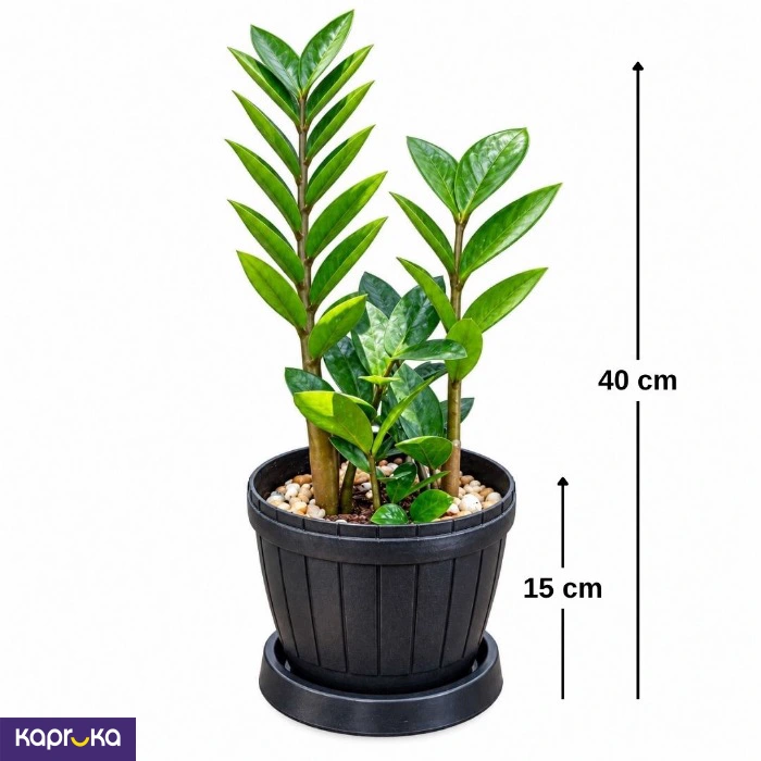 Medium Size Lucky Plant With Tray