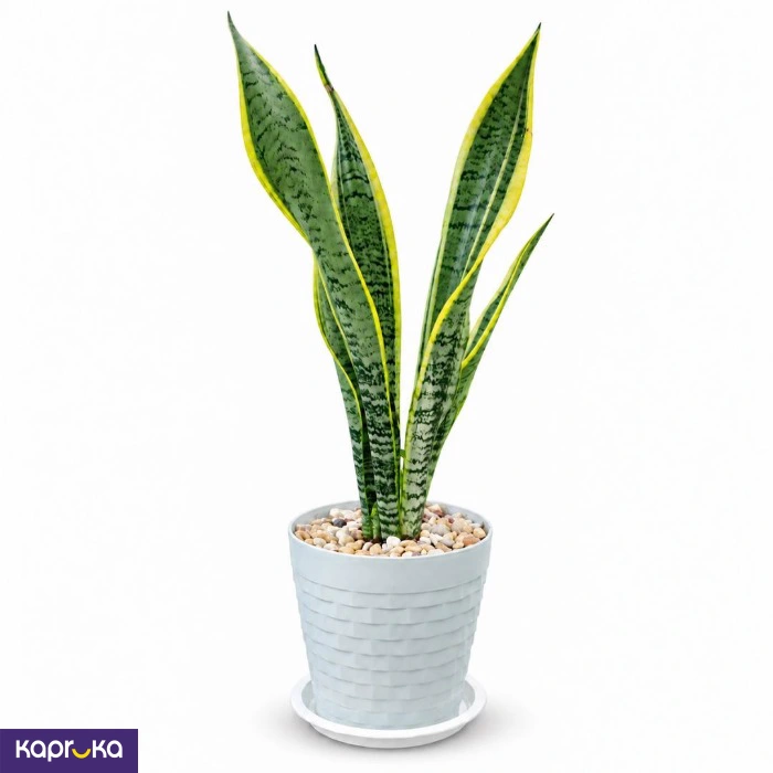 Snake Plant With Tray