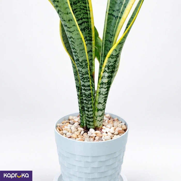 Snake Plant With Tray