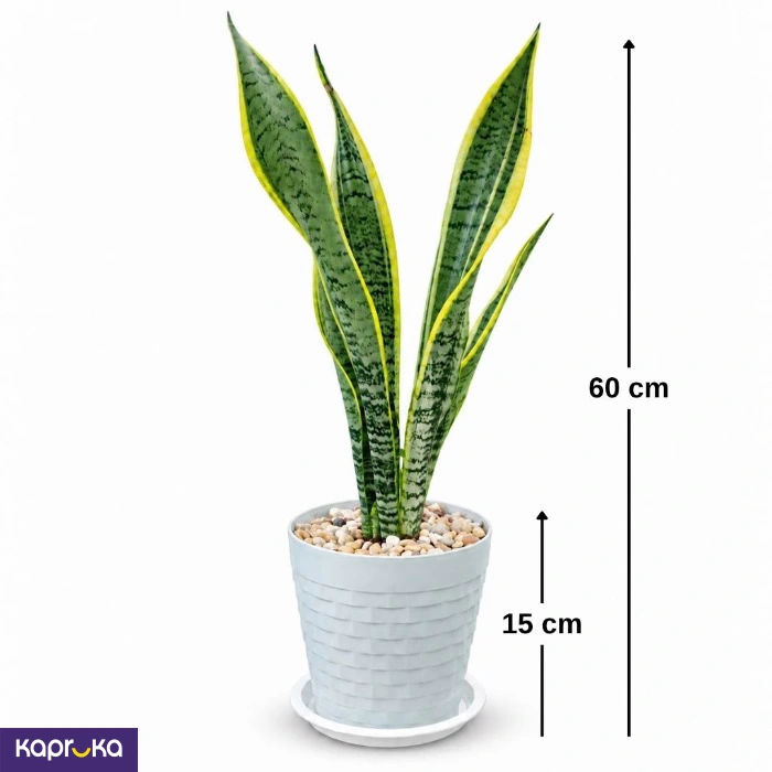 Snake Plant With Tray