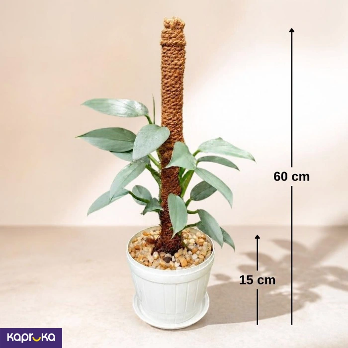Silver Sword Plant On Moss Pole With Tray