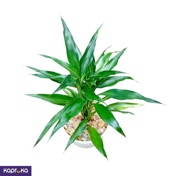 Lucky Bamboo Dark Green Desk Plant