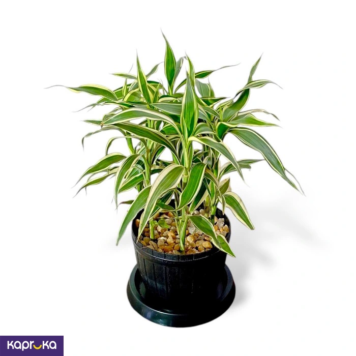 Lucky Bamboo Victory With Tray