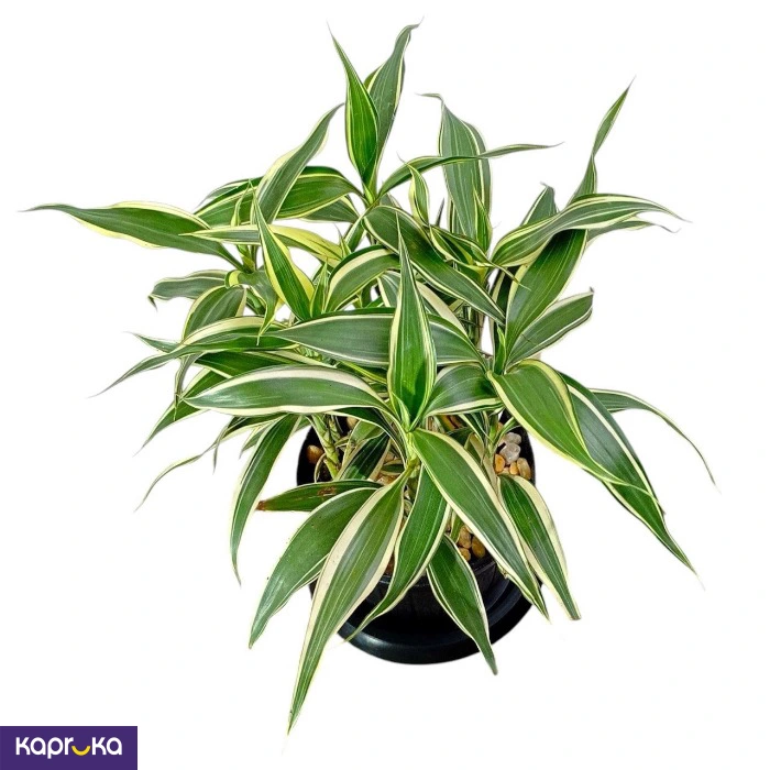 Lucky Bamboo Victory With Tray