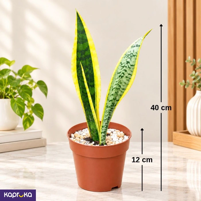 Snake Plant Yellow Edges