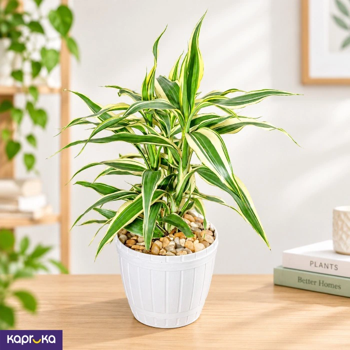 Lucky Bamboo White Stripes Desk Plant