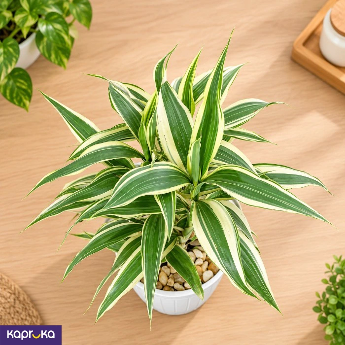 Lucky Bamboo White Stripes Desk Plant