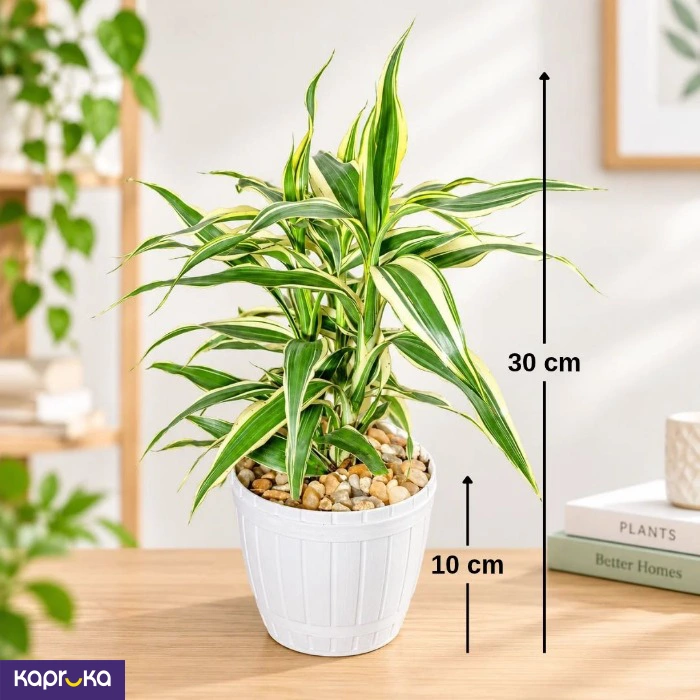 Lucky Bamboo White Stripes Desk Plant