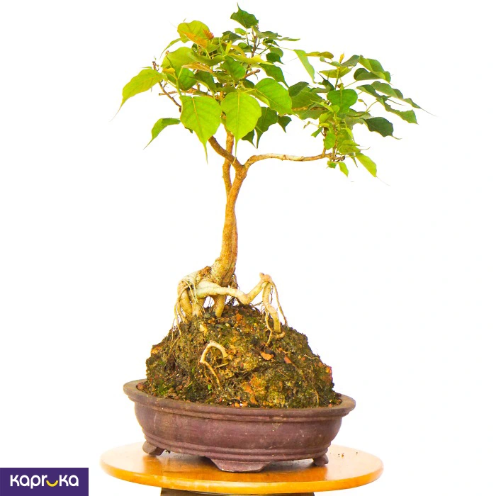 Gardening ef_pc_home0v2985pod00019 in Sri Lanka