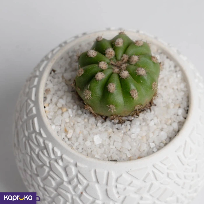 Plants ef_pc_flow0v4578p00001 in Sri Lanka