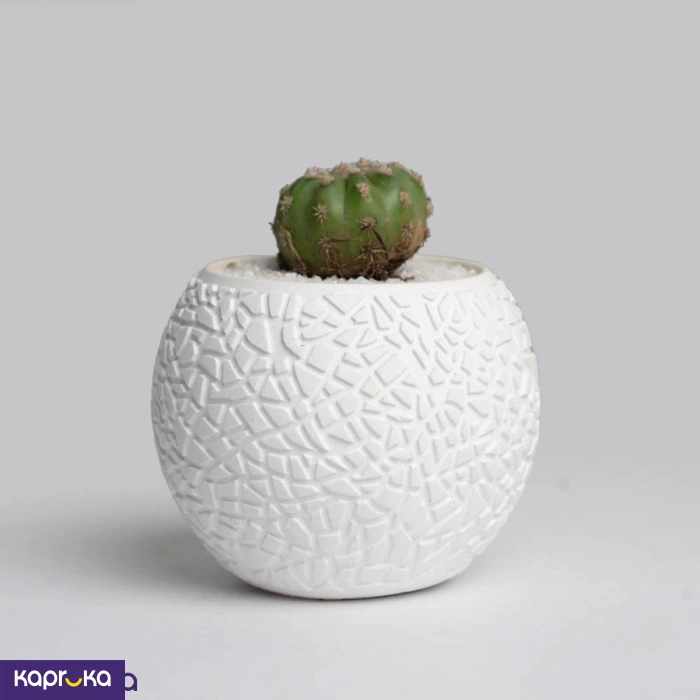 Plants ef_pc_flow0v4578p00001 in Sri Lanka