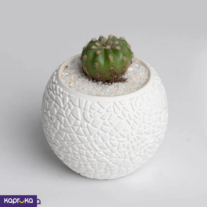 Plants ef_pc_flow0v4578p00001 in Sri Lanka