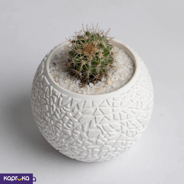 Plants ef_pc_flow0v4578p00005 in Sri Lanka