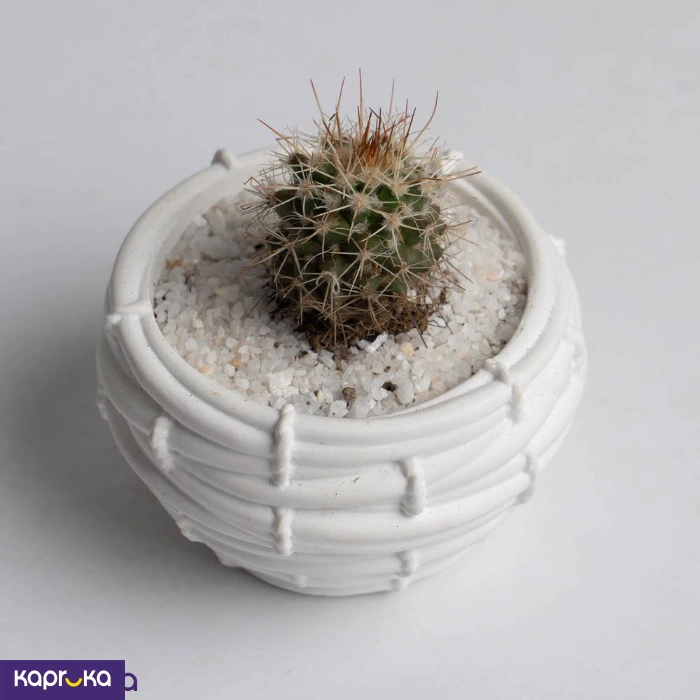 Plants ef_pc_flow0v4578p00005 in Sri Lanka