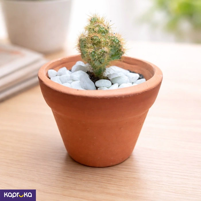 Home Decor and Accessories ef_pc_home0v4613pod00002 in Sri Lanka