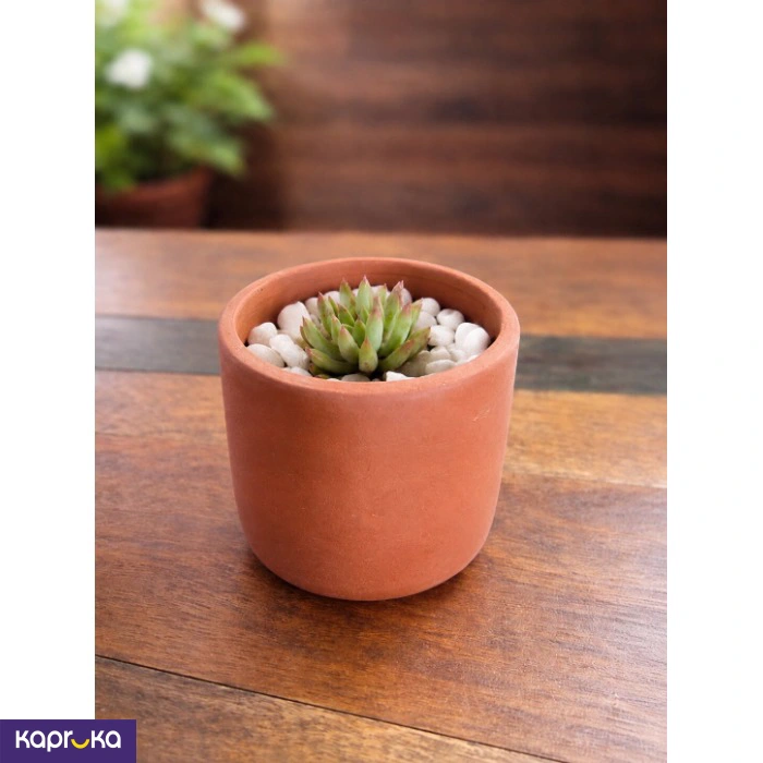 Echeveria Succulent Plant