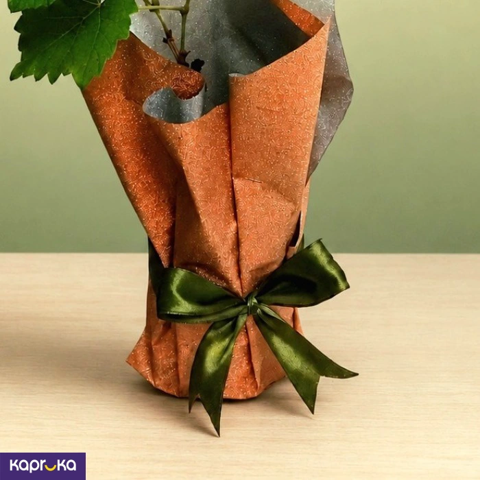 Grape Plant