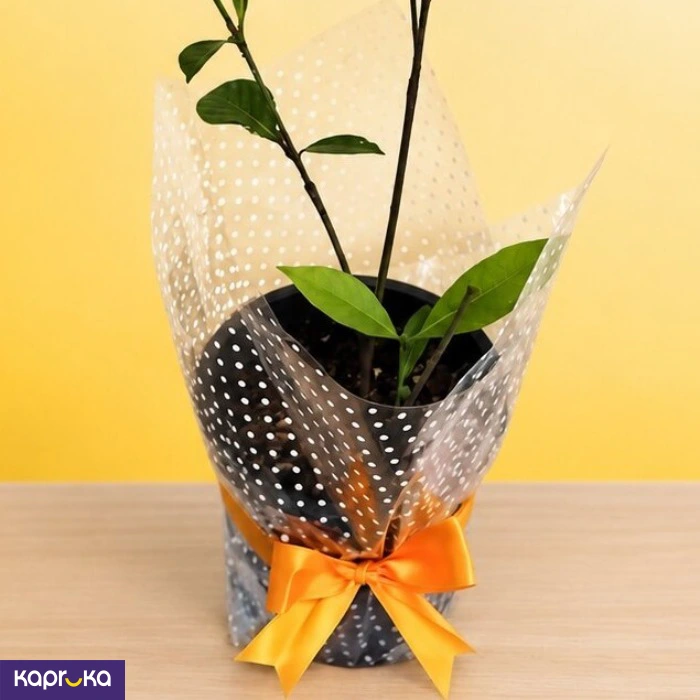 Vihara Idda Fragrant Flowering Plant
