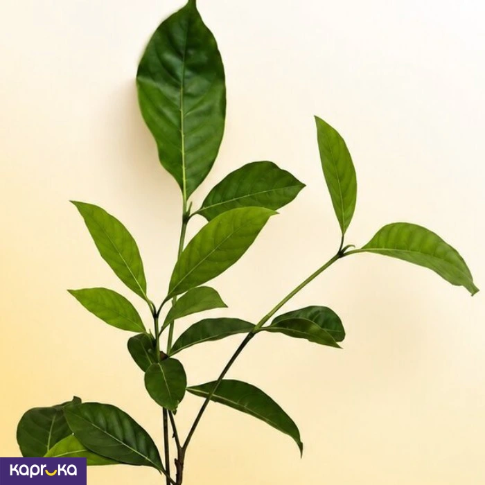 Vihara Idda Fragrant Flowering Plant