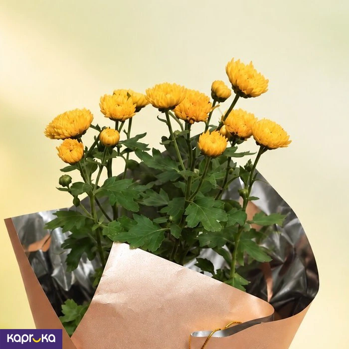 Teachers Day Yellow Chrysanthemum Plant With Fertiliser