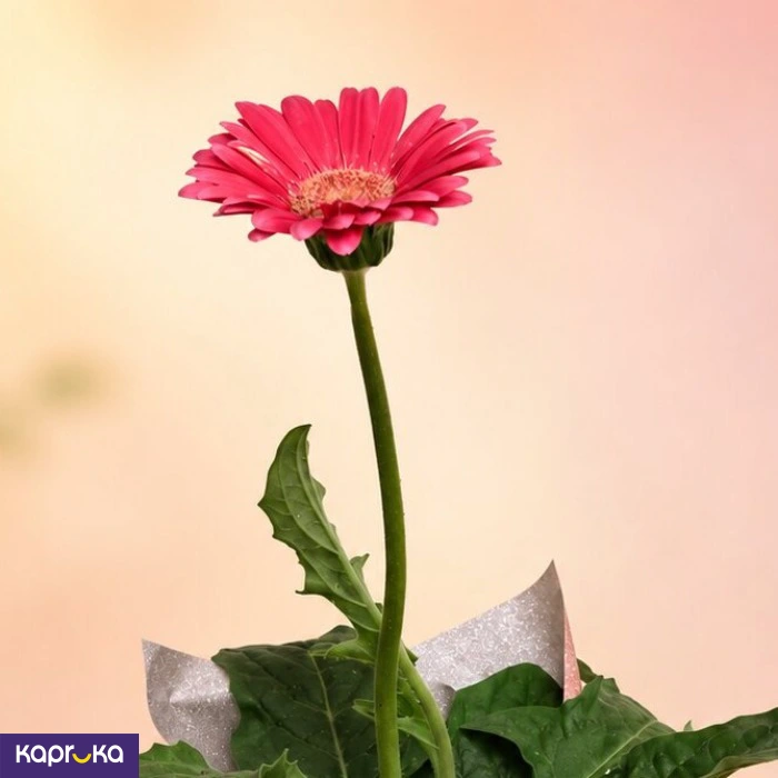Teachers Day Pink Gerbera Plant Gift