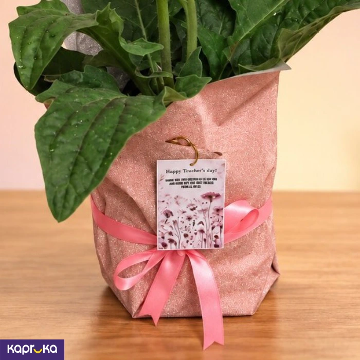 Teachers Day Pink Gerbera Plant Gift