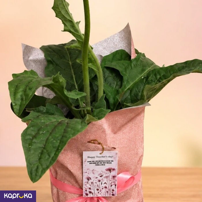 Teachers Day Pink Gerbera Plant Gift