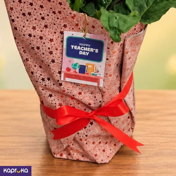 Teachers Day Red Gerbera Plant Gift