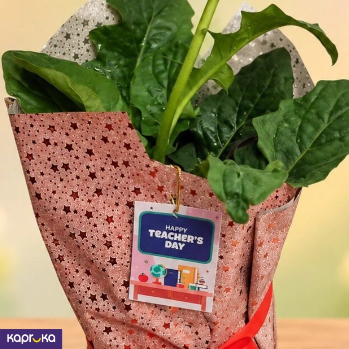 Teachers Day Red Gerbera Plant Gift