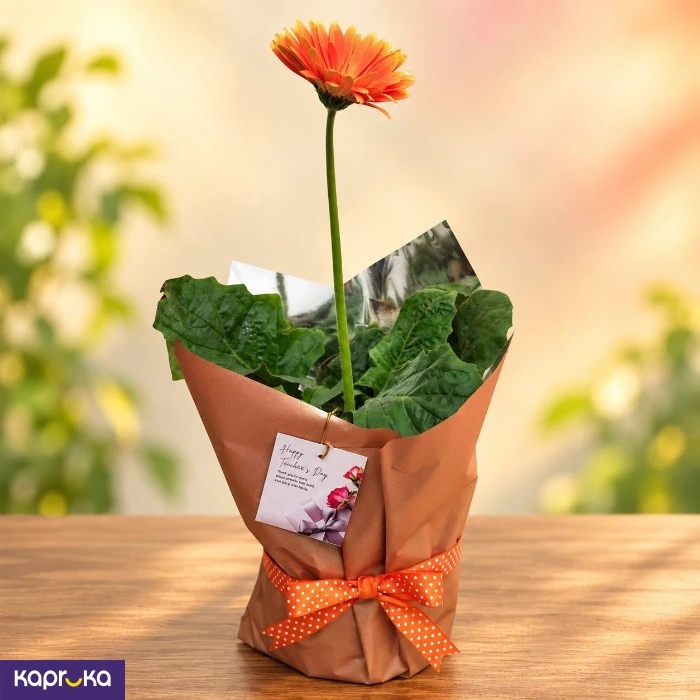 Teachers Day Orange Gerbera Plant Gift