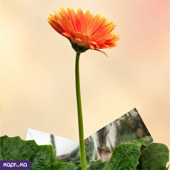 Teachers Day Orange Gerbera Plant Gift