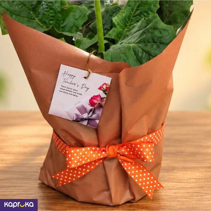 Teachers Day Orange Gerbera Plant Gift