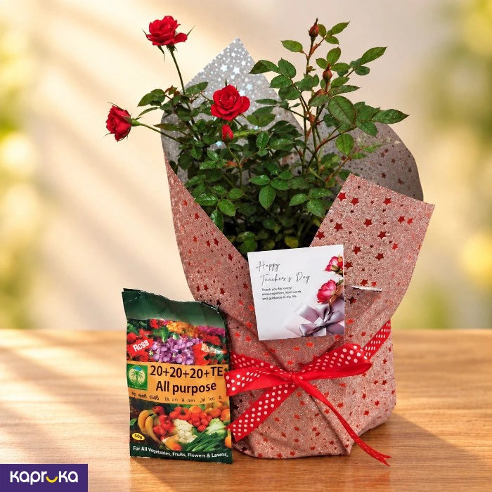 Teachers Day Red Baby Rose Plant Gift With Fertiliser