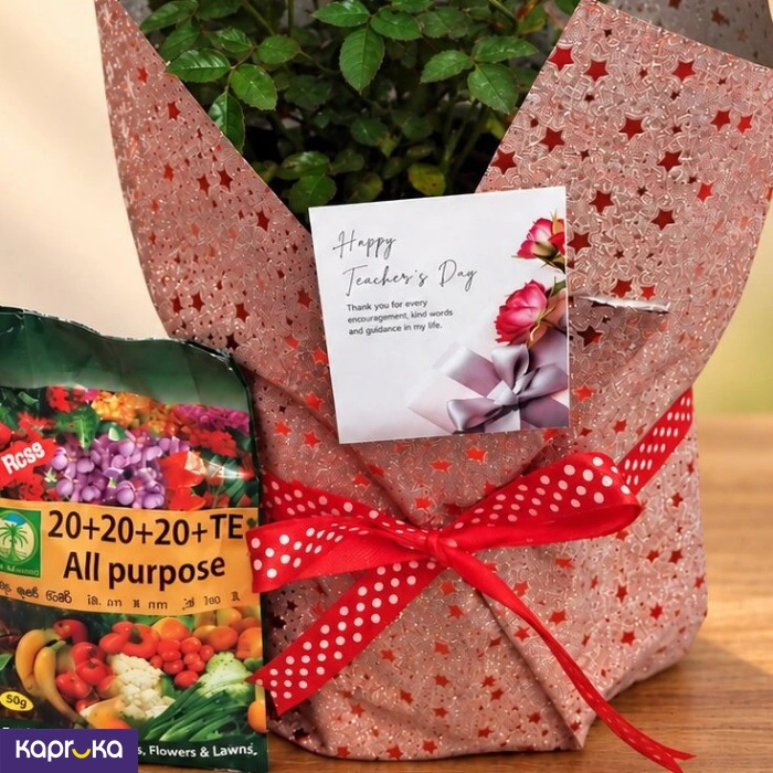 Teachers Day Red Baby Rose Plant Gift With Fertiliser