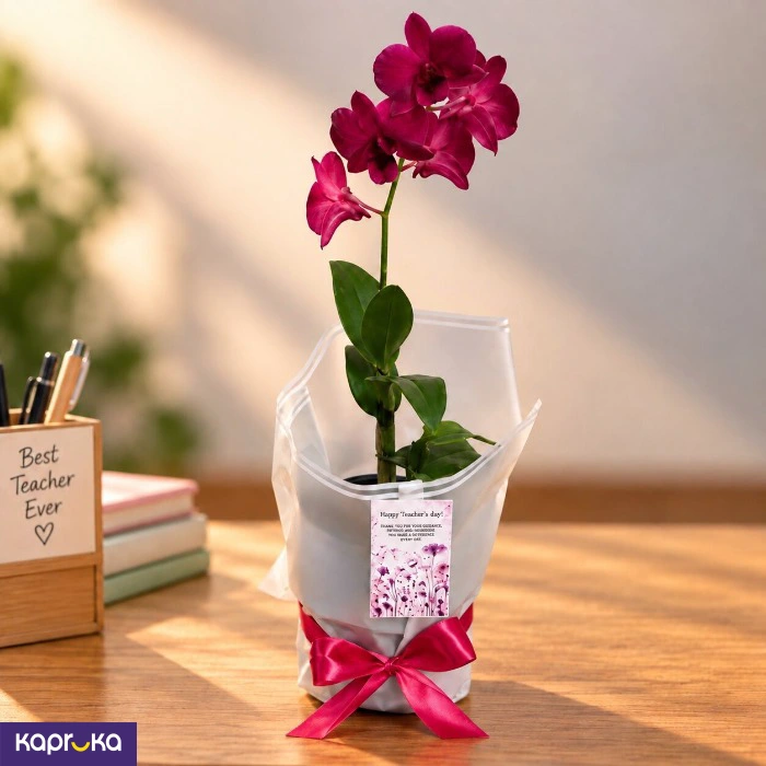 Teachers Day Gift Purple Orchid Plant