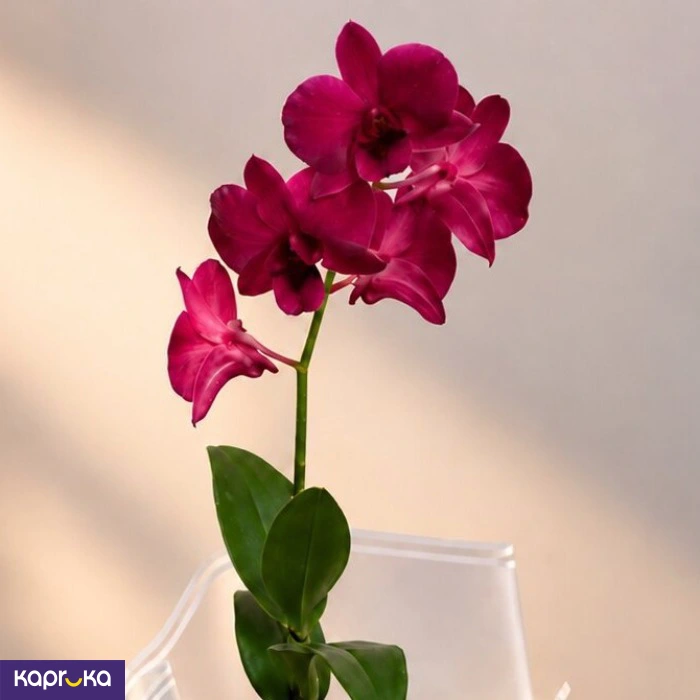 Teachers Day Gift Purple Orchid Plant