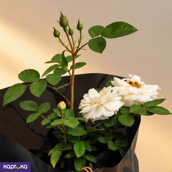 Teachers Day White Rose Plant Gift With Fertiliser
