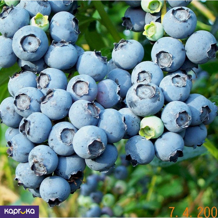 All Natural Blueberries 100 G