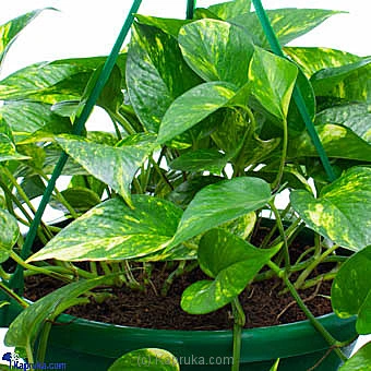 Flowers flowers00t1027 in Sri Lanka